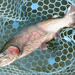 アタリ連発！ ～岡崎トラウトポンド～